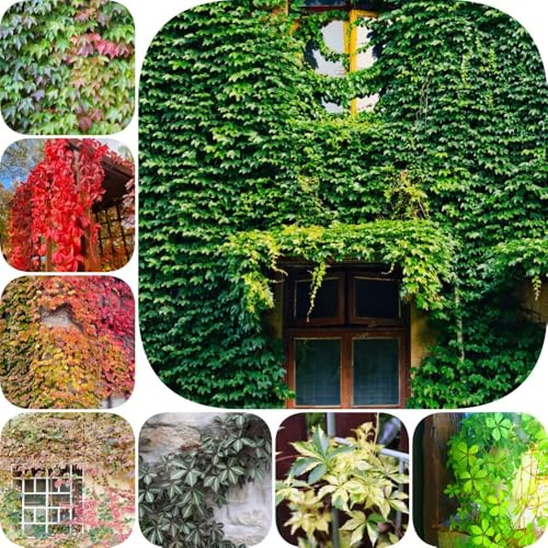 Semi di vite selvatica - rampicanti resistenti Perenni resistenti per luoghi soleggiati prodotti sostenibili per gli amanti del giardino organico sospesa 600pcs
