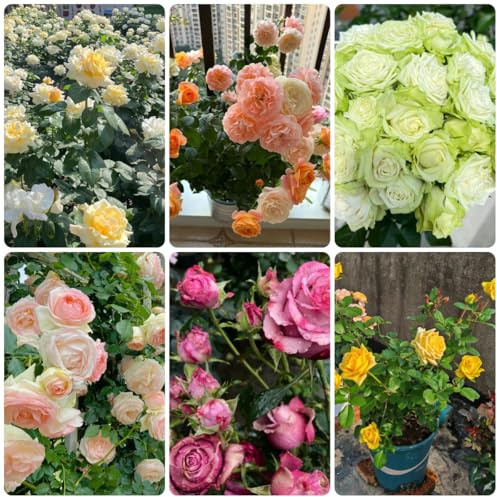 semillas de rosal - silvestres, balcón, enredaderas para decoración de cercas de rosal trepador resistentes, sombra 500pcs