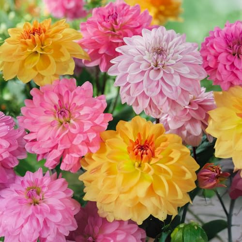 Bulbi di DALIA | Bulbi provenienti dai migliori produttori Olandesi | Esclusiva selezione e controllo qualità | Fioritura garantita dal primo anno. (3 Dalia Decorativa SOFT TONES)