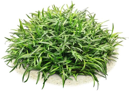 Aquasabi - Cryptocoryne parva - Zwerg-Wasserkelch - Topf 5 cm - Vordergrund Wasserpflanze für Aquarium - Topf Aquarienpflanze - Aquascaping