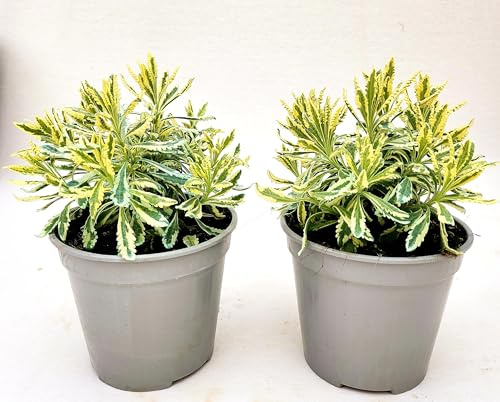 POWERS TO FLOWERS - LAVANDA DENTATA VARIEGATA, 2 PIANTE, VASO 14 CM DIAMETRO, pianta vera