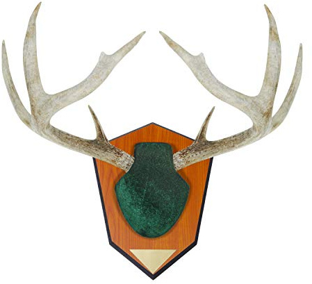 Allen Company Hunting Trophy Antler Mounting Kit, Green Skull Cover