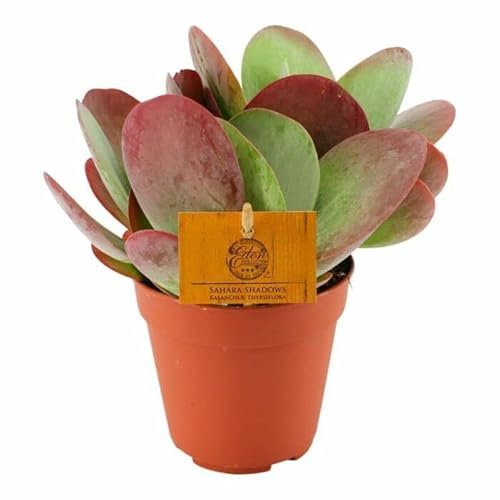 Planta Suculenta Kalanchoe Labios Rojos Kalanchoe Thyrsiflora Planta Natural Red Lips