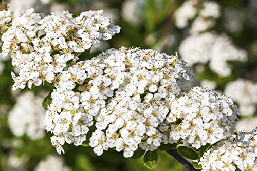 Japanische Spiere Spiraea nipponica Snowmound 40-60 cm winterhart | Weiße Blütenpracht, bienenfreundlich, schnittverträglich, sonnig bis halbschattig, ideal für Beet, Hecke und Sichtschutz