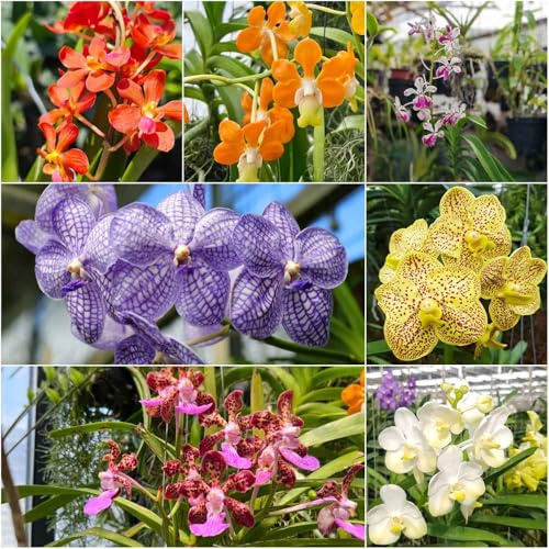 Semi di orchidea Vanda - Semi estivi per decorazioni Orchidea vanda reale di balcone resistenti bonsái - Serie 550pcs