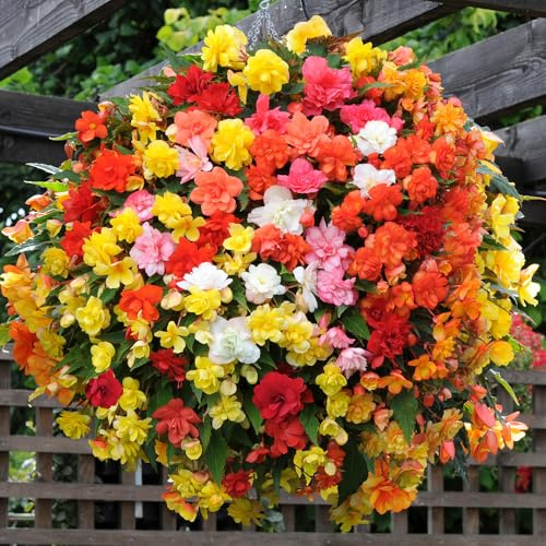 YouGarden Begonia 'Super Cascade' Mix, 40 x Pro Plug Plants, Grow On And Plant Out, Spring Summer Autumn Flowering