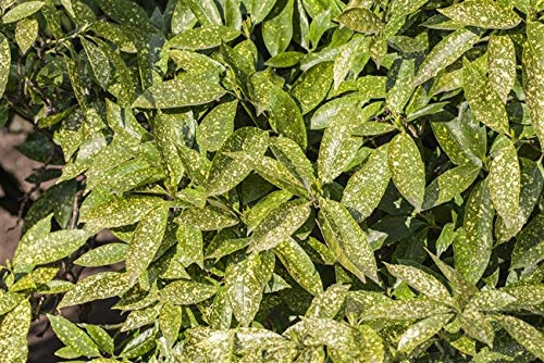 Japanische Aucuba japonica Variegata 40-60 cm Zierstrauch immergrün | Gelbbunt panaschiertes Laub, halbschattig bis schattig, schnittvertraeglich, robust, ideal für Beet und Terrasse