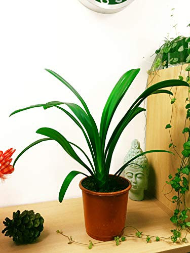 1 plante de table Evergreen en pot pour intérieur - Plante de lys - Clivia Miniata