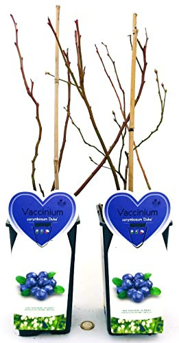 POWERS TO FLOWERS - VACCINUM CORYMBOSUM DUKE, MIRTILLO CLASSICO, 2 PIANTE, piante vere