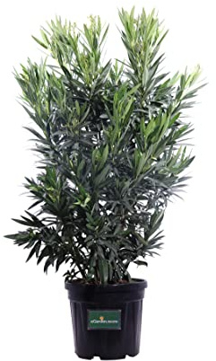 Pianta di Oleandro Pianta di Nerium Oleander pianta da esterno pianta da giardino pianta da fiore pianta ornamentale di Oleandro pianta vera venduta da eGarden.store (Angiolo Pucci v.40 cm)