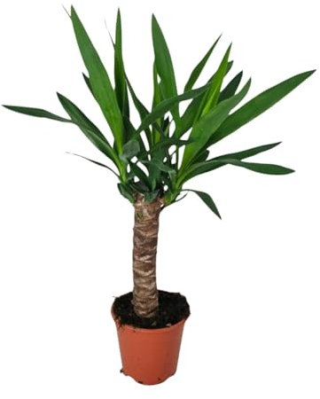 Yucca - 50-60cm - Ø14cm - Pianta d'appartamento - Sempreverde