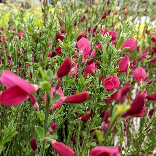 semillas de retama jardineros resistentes semillas de silvestres Decoraciones jardín exteriores variedades antiguas lugares soleados 100pcs