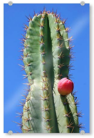 artboxONE Acrylglasbild 150x100 cm Natur Grüner Kaktus roter Punkt Bild hinter Acrylglas - Bild Kaktus Afrika blau