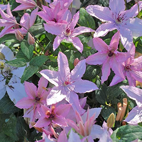 Clematis 'Hagley Hybrid' Old Man's Beard Deciduous Hardy Shrub Pink-Mauve Blooms Easy to Grow Your Own Garden Flowering Climbers 1x 1.7 Litre Potted Plants by Thompson and Morgan
