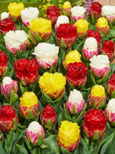 CSL Sunrise - Premium Mix  Ice Cream  50 Stück gefüllte Tulpen Tulipa Blumenzwiebeln Tulpenzwiebeln Früh und Spätblüher
