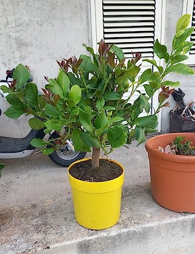 Limone lunario Citrus limon 4 stagioni pianta in vaso giallo ø22 cm Agrumi di Sicilia foto reali Vivaio di Castelletto