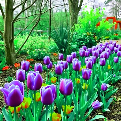 Blumenzwiebel Mix-Lebende Pflanzen -Mysteriöse magische Glühbirne, Winterhart pflanzen,Luftreinigung,Mehrjährige winterhart-3 Seltene tulpen zwiebeln