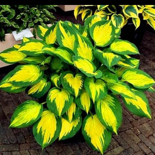 Hosta,Rara,Plantación de interior y exterior/brillante,Ideal para Jardines.-6rizomas-O