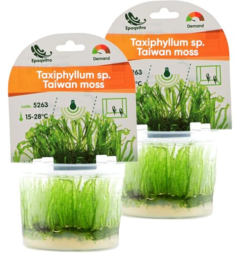 AquaBreedingSkill Aquarium Pflanzen Echt – InVitro Taxiphyllum Moos – Wasserpflanzen für Aquarium – Aquariumpflanzen ohne Schnecken & Algen – Ideal für Aquascaping & Garnelen (Taiwan 2 pcs)