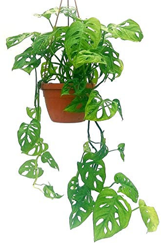 POWERS TO FLOWERS - MONSTERA OBLIQUA MONKEY IN BASKET VASO 18CM, PHYLODENDRON, pianta vera