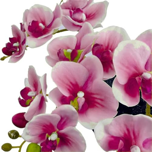 Bulbi di Cymbidium, bulbi da fiore di alta qualità, resistenti al freddo, fiori perenni, eccellenti fiori ornamentali, adatti per la decorazione di interni ed esterni-15 Bulbos-B