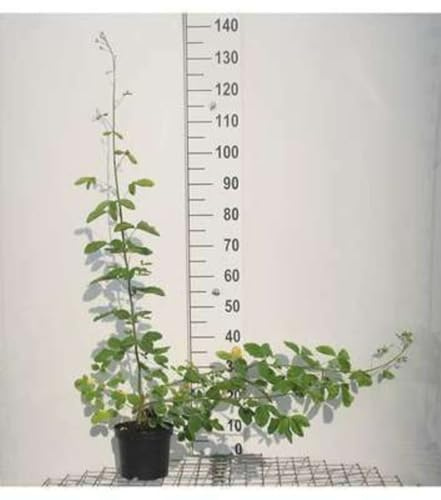 Laburnum anagyroides - Cytise Faux Ébénier, Cytise Commun 40-60 cm en pot