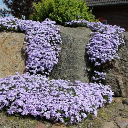Semillas de Phlox de alfombra - perennes Phlox subulata - cobertura del suelo de balcón, jardín 500pcs