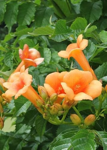 Klettertrompete – Campsis 'Indian Summer' – 2 Pflanzen – Ø15cm – ca. 65cm hoch – Winterharte Kletterpflanze mit orangefarbenen Blüten für mediterrane Gartengestaltung