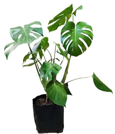 Monstera Exótica de Interior Añade Elegancia a tu Espacio