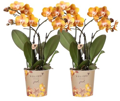 Kolibri Orchids | KOMBI ANGEBOT von 2 Phalaenopsis-Orchideen - Las Vegas - Topfgröße Ø12cm | blühende Zimmerpflanze - frisch vom Züchter