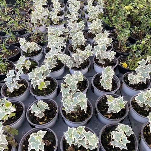 semillas de hiedra de rápido crecimiento, trepadoras, resistentes, decorativas de hiedra, decoración de jardín para decorativas exteriores 300pcs