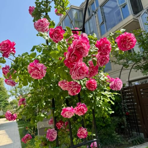 rosal - semillas de colgantes de balcón rosales trepadores decorativas, enredaderas, trepadoras jardín colgante balcón 700semillas