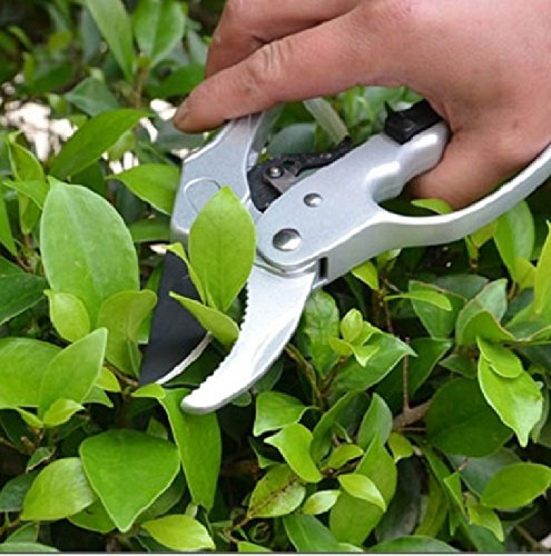 20,3 cm à cliquet Main d'œuvre d'économie d'Ciseaux de jardin solide en acier inoxydable Fruits Fleur Branche d'élagage Cisailles Ciseaux