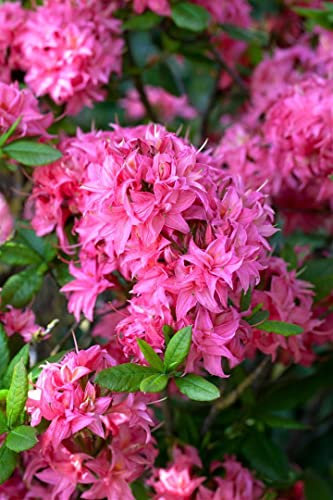 Rhododendron 'Homebush' 50-60 cm – Winterhart, Mehrjährig, Pflegeleicht – Gartenazalee – Zierstrauch für Garten & Kübel