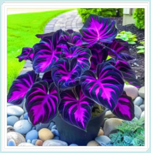 Hostas Plants Hosta Bulbs Bulk Garden Flowers Wedding Flowers-6Bulbs-a