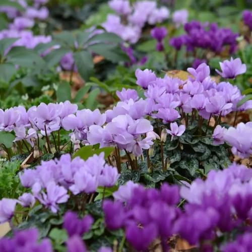 semi di ciclamino semi di selvatici da ombra ornamentali per luoghi soleggiati da balcone insoliti esotici selvatici balcone recisi giardino 550semi