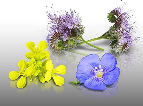 Lot de graines à semer - Le Grenier d'Abondance - ENGRAIS VERT Phacelie Lilla, Sinapsis Alba, Lin vivace bleu