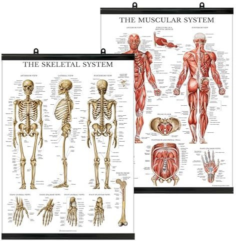 Palace Learning Muscular & Skeletal System Anatomical Poster Set - Laminated With Plastic Frame 2 Chart Set - Human Skeleton & Muscle Anatomy - (18 x 24)
