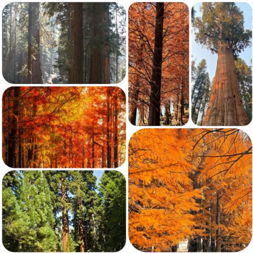 semi di sequoia - decorazioni autunnali per il soggiorno 90pcs