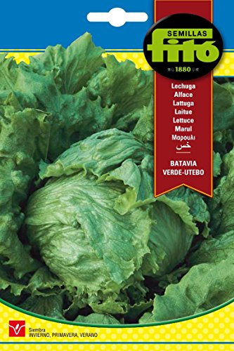 Semillas Fitó 207 - Semillas de Lechuga Batavia Verde Utebo