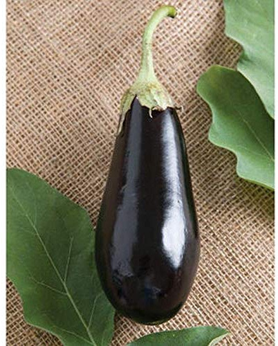 Traviata (F1) Eggplant Seeds - Italian Eggplant with high yields (10 - Seeds)