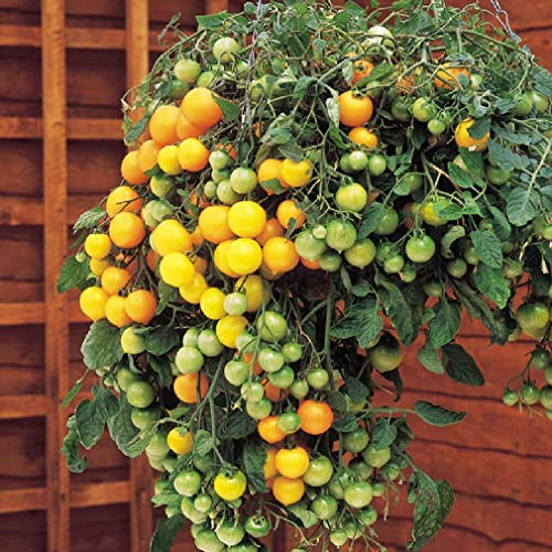 Viridis Hortus - Tomato 15 x Tumbling Tom Yellow Vegetable Seeds