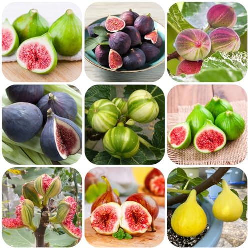 Acquistare semi di fico - colonnari da balcone resistenti fichi colonnari acquistare, varietà antiche 350pcs