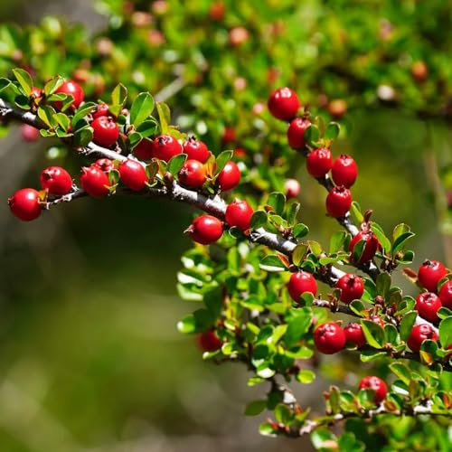 Semi di cotoneaster tappezzanti, copertura del terreno Cotoneaster dammeri, vecchie varietà arbusti resistenti sempreverdi semi di come per gli ospiti regali per 90pcs