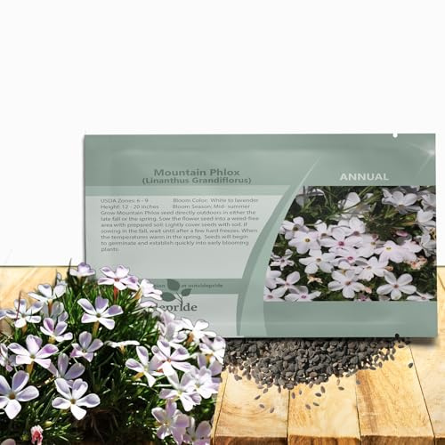 Outsidepride Mountain Phlox Seeds - 5000 Pcs. Annual, Compact & Self-Seeding Flower Seeds for Planting Vibrant White-Lavender Blooms in Pollinator Gardens, Borders, Containers & Floral Arrangements