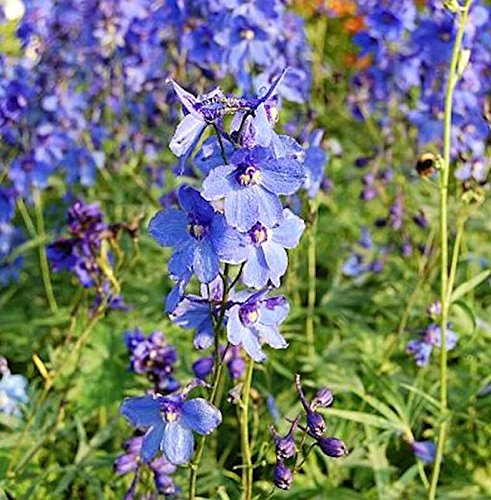 Rittersporn Bellamosum - Delphinium belladonna - lebende Gartenpflanze aus den Baumschulen