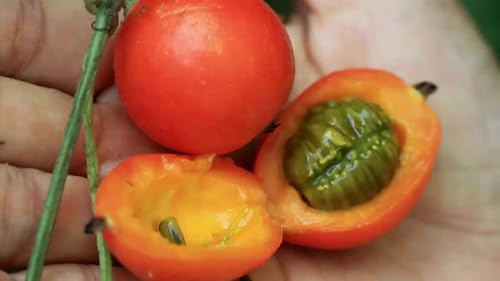 Schlangenhaargurke – Kalayar Trichosanthes tricuspidata 5+ Samen - Seeds C 083