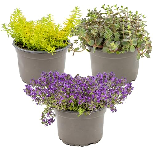 Bloomique - 3er-Mix - Sedum - Fetthenne - Gartenpflanzen - Winterhart - Immergrün - 10-15 cm Hoch - Topf 14 cm