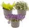 Bloomique - Lot de 3 - Sedum - Orpin - Plantes de jardin - Résistante au gel - Persistante - 10-15 cm de haut - Pot 14 cm