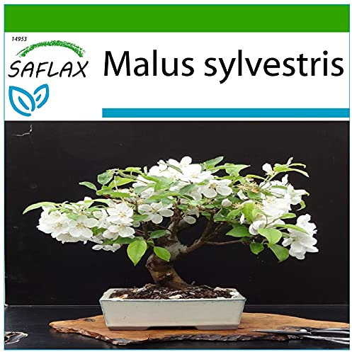 SAFLAX - Melo selvatico - 30 semi - Con substrato - Malus sylvestris